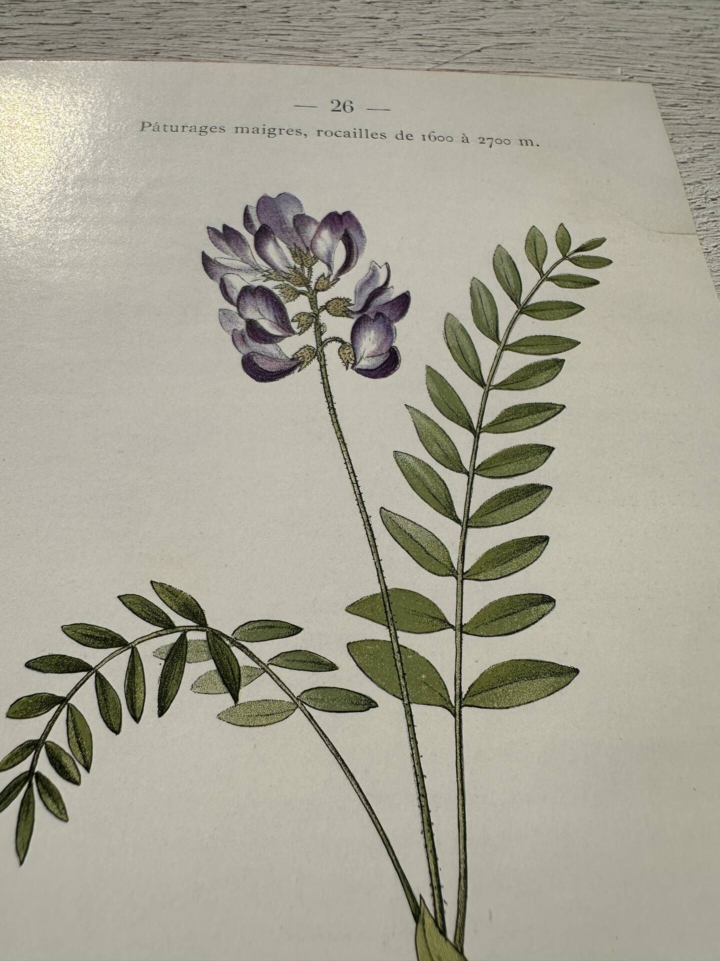 Botanical Plate 1800 Old naturalist engraving 19th century double-sided