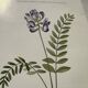 Botanical Plate 1800 Old naturalist engraving 19th century double-sided