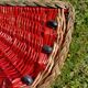 Retro watermelon basket