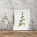Botanical board the marshmallow
