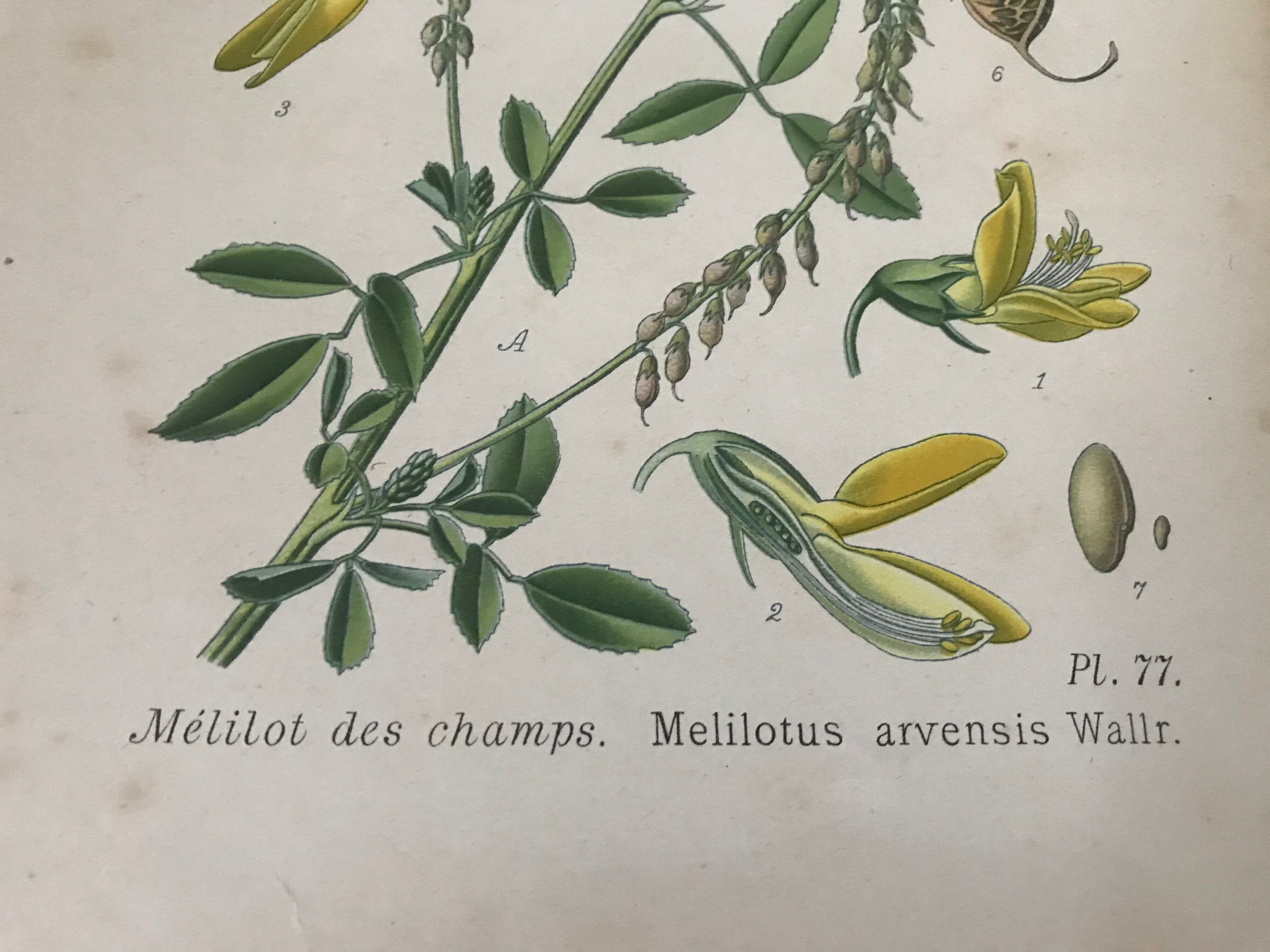 Botanical planks of yellow flowers 1891