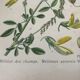 Botanical planks of yellow flowers 1891