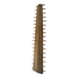 Sawfish rostrum