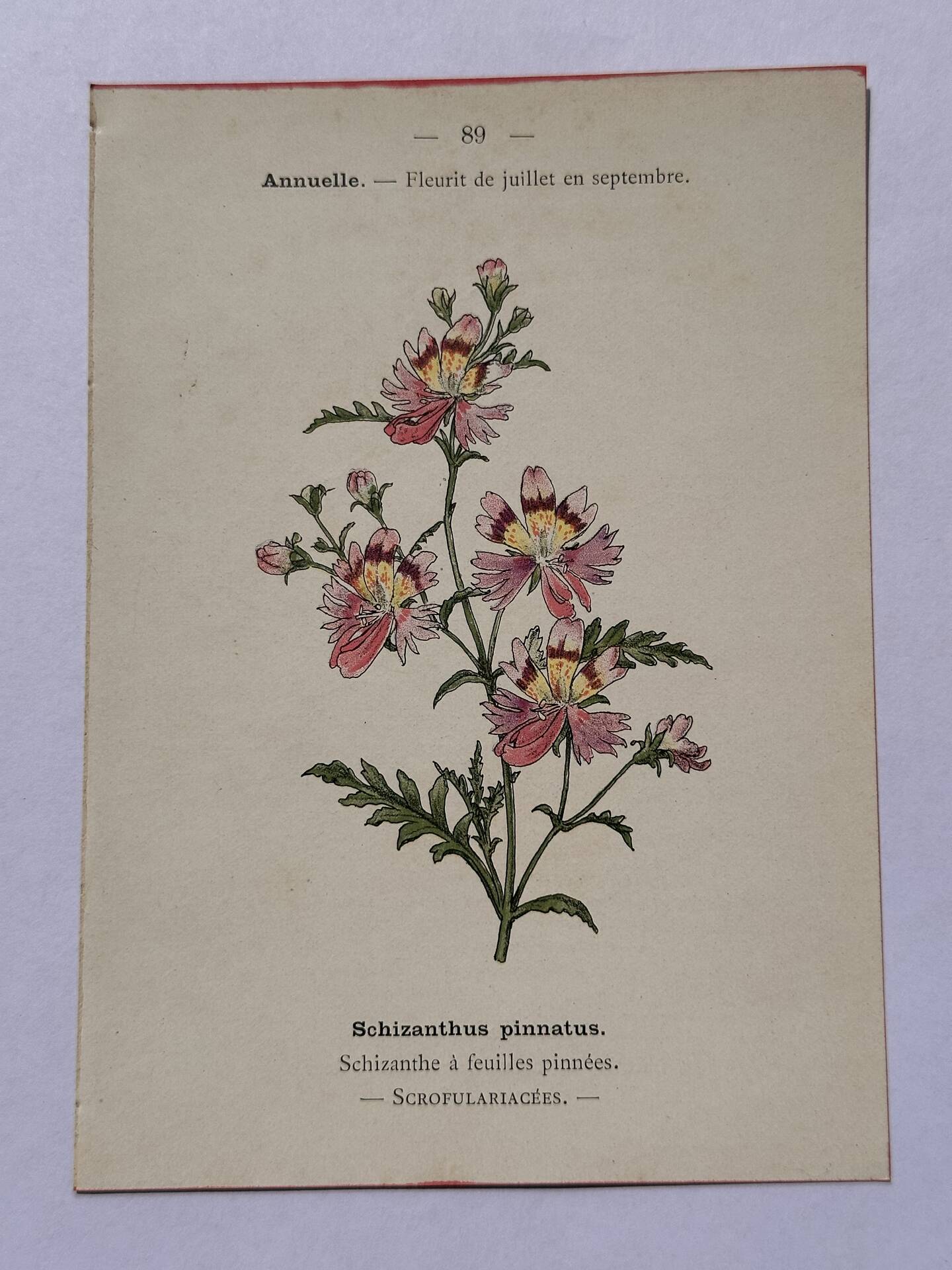 19th-century botanical engraving naturalist poster French flower wine