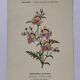 19th-century botanical engraving naturalist poster French flower wine