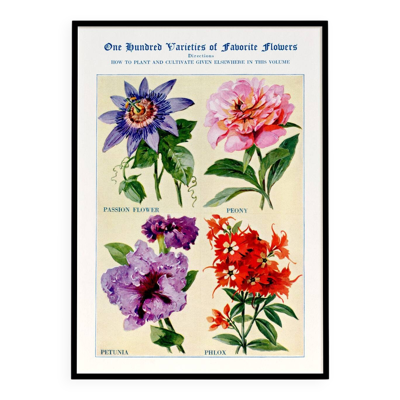 Affiche sur la passiflore, la pivoine, le pétunia et le phlox