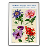 Poster featuring passionflower, peony, petunia and phlox