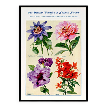 Affiche sur la passiflore, la pivoine, le pétunia et le phlox