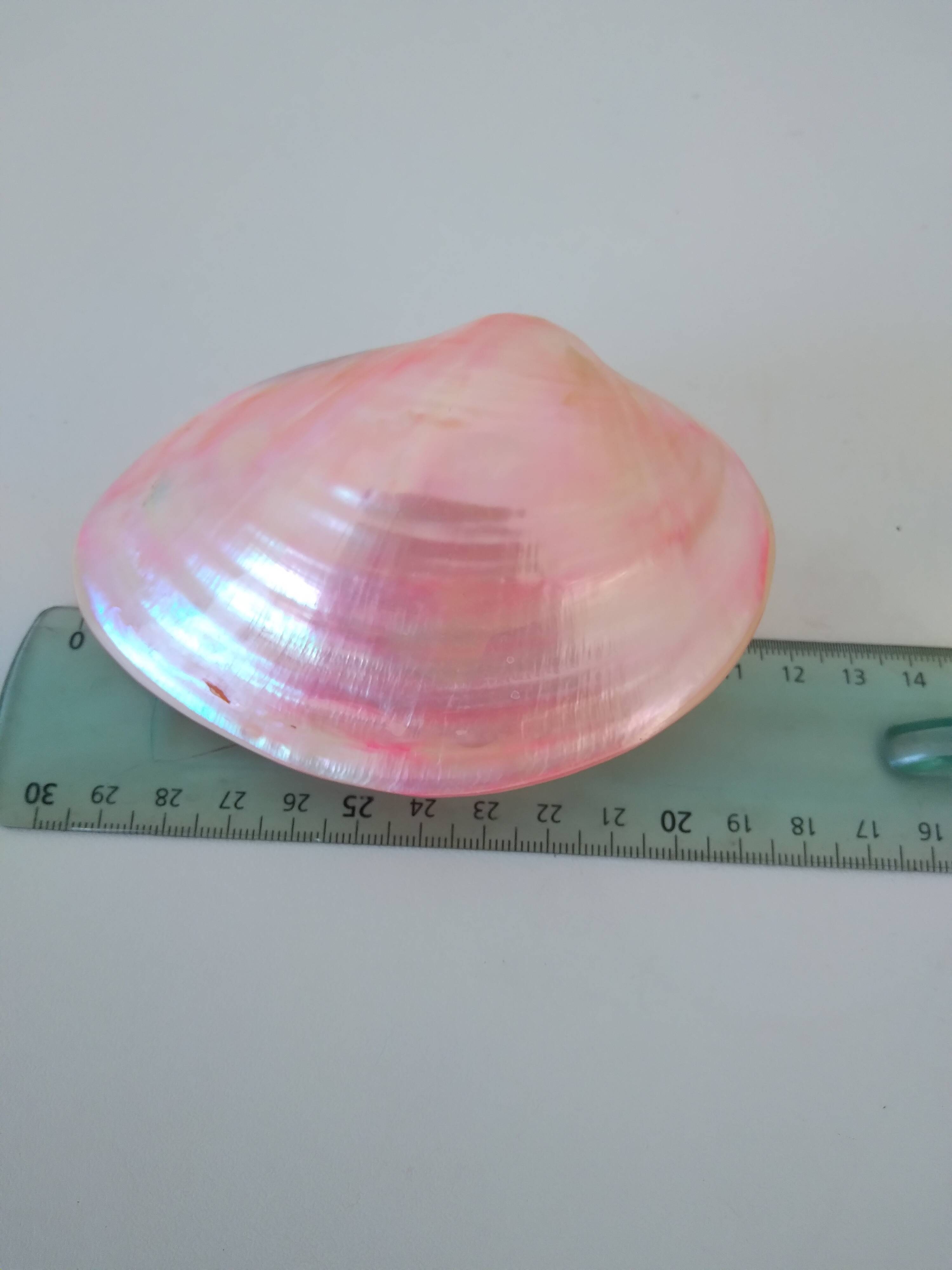 Pink mother-of-pearl Tellina shell