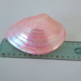 Pink mother-of-pearl Tellina shell