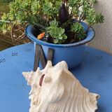 Shellfish