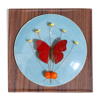 Showcase frame with naturalized red butterfly, 60s