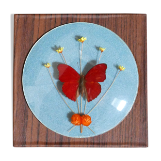 Cadre vitrine avec papillon rouge naturalisé, années 60