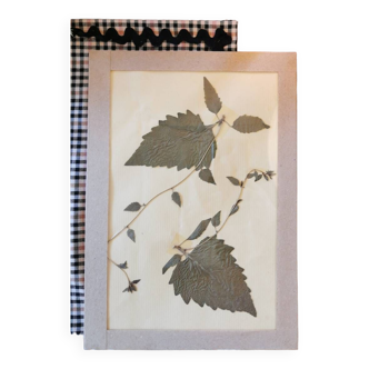 Herbarium plate 1981