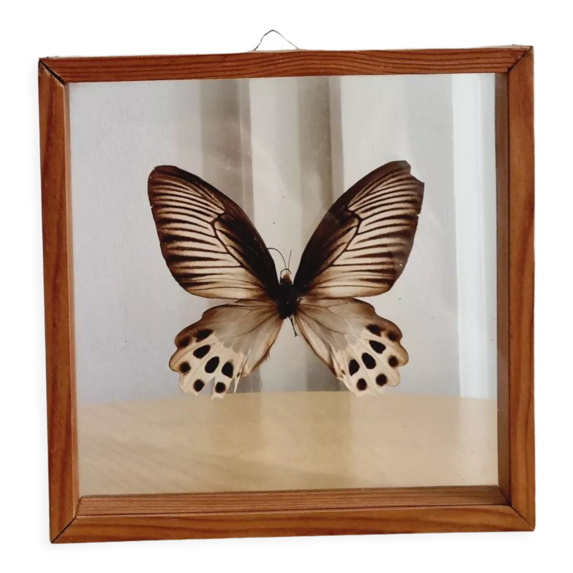 Cadre papillon marron