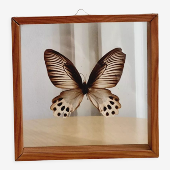 Brown butterfly frame