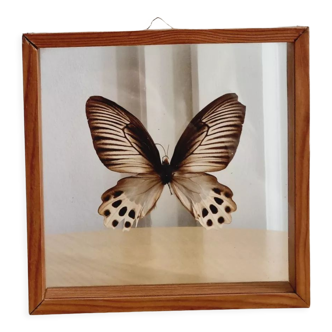Brown butterfly frame