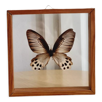 Cadre papillon marron