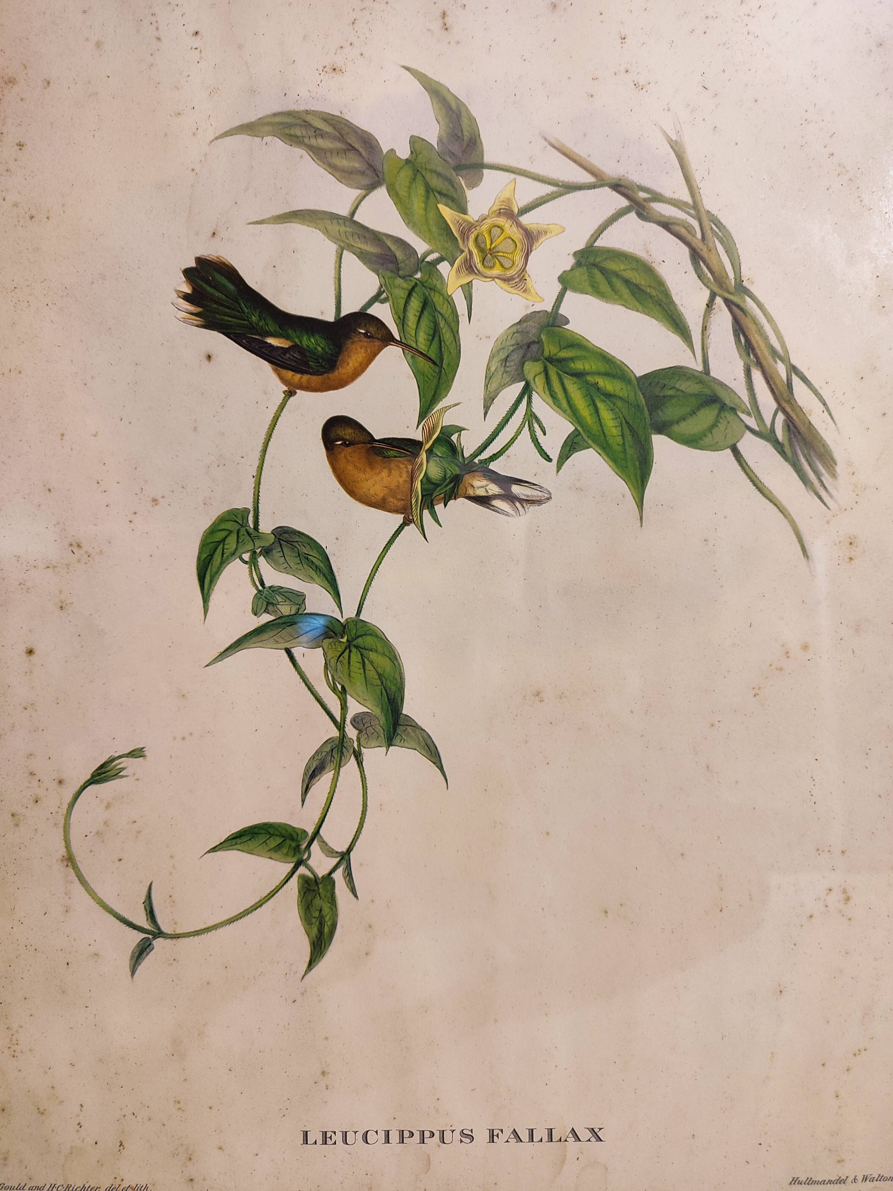 Gould lithograph enhanced hand hummingbird