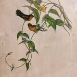 Gould lithograph enhanced hand hummingbird