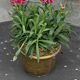 Pot cover in gilded brass, copper, chiseled and hammered pattern, foliage and cherries, old