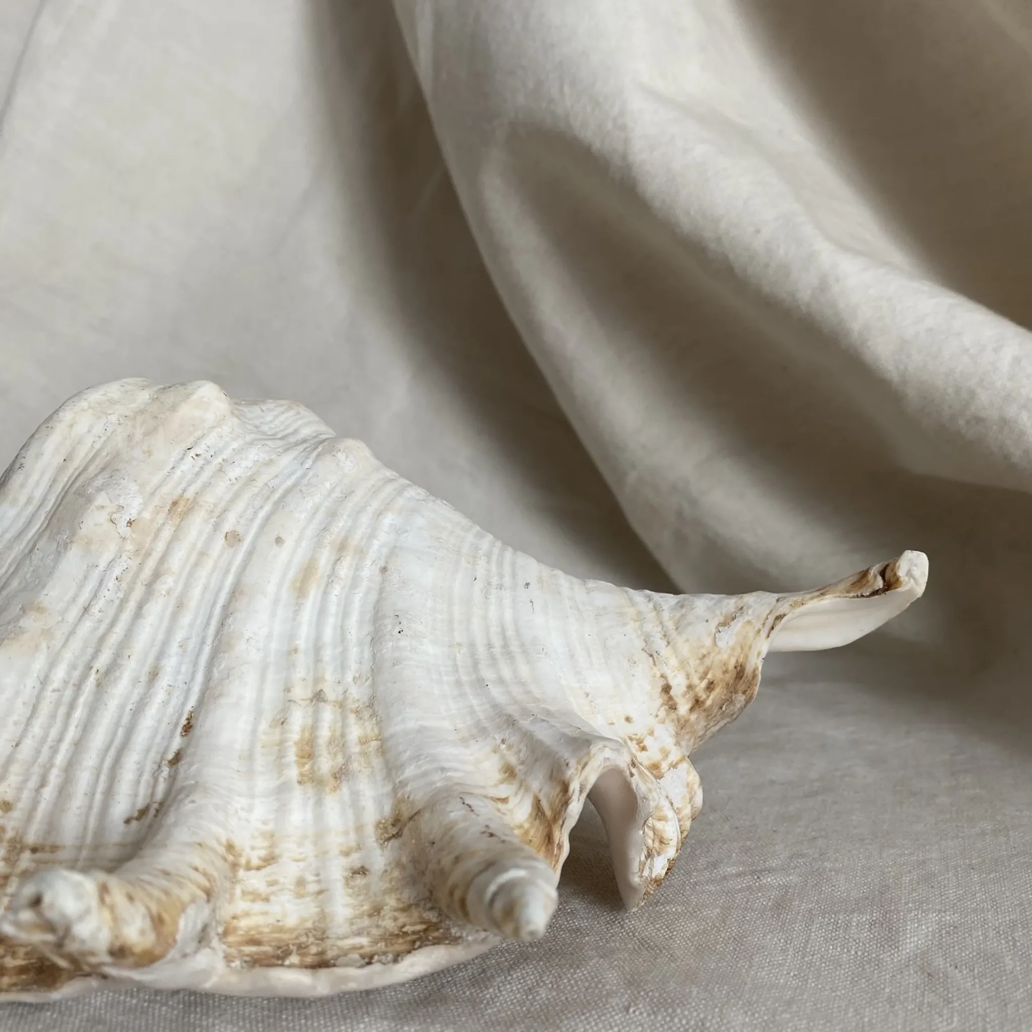Grand coquillage Lambis à 7 doigts
