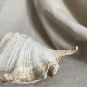 Grand coquillage Lambis à 7 doigts