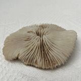 Fungia type coral