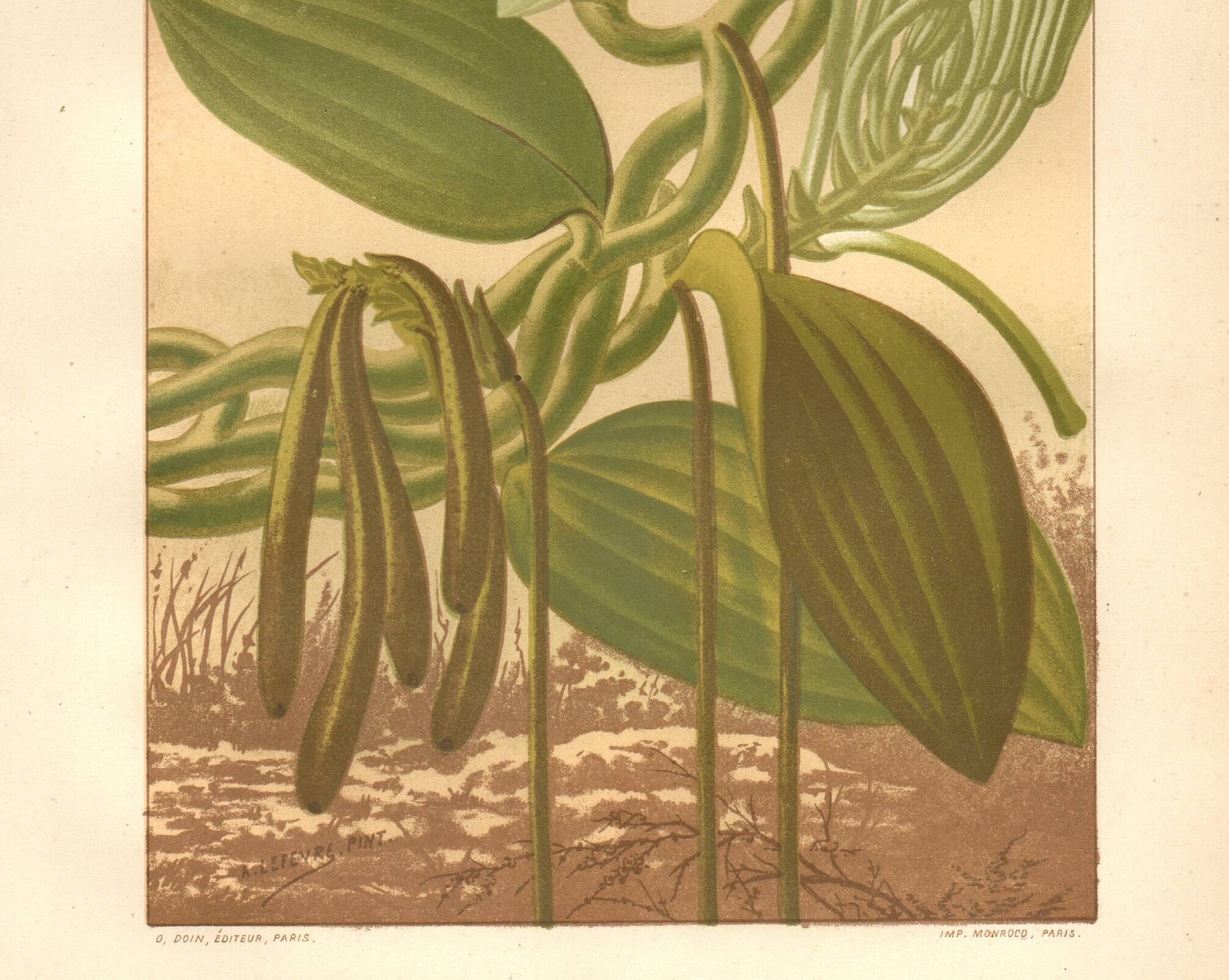 Gravure botanique 1889 - Vanille et orchidée tropicale. Illustration fleur