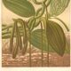 Gravure botanique 1889 - Vanille et orchidée tropicale. Illustration fleur