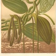 Botanical engraving 1889 - Vanilla and tropical orchid. Flower illustration.