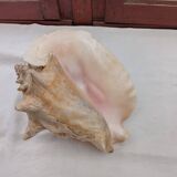 Shellfish