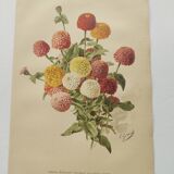 Botanical engraving from 1897 - Zinnia elegant Double Lilliput Varié - Original plate, Lithograph