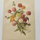 Botanical engraving from 1897 - Zinnia elegant Double Lilliput Varié - Original plate, Lithograph