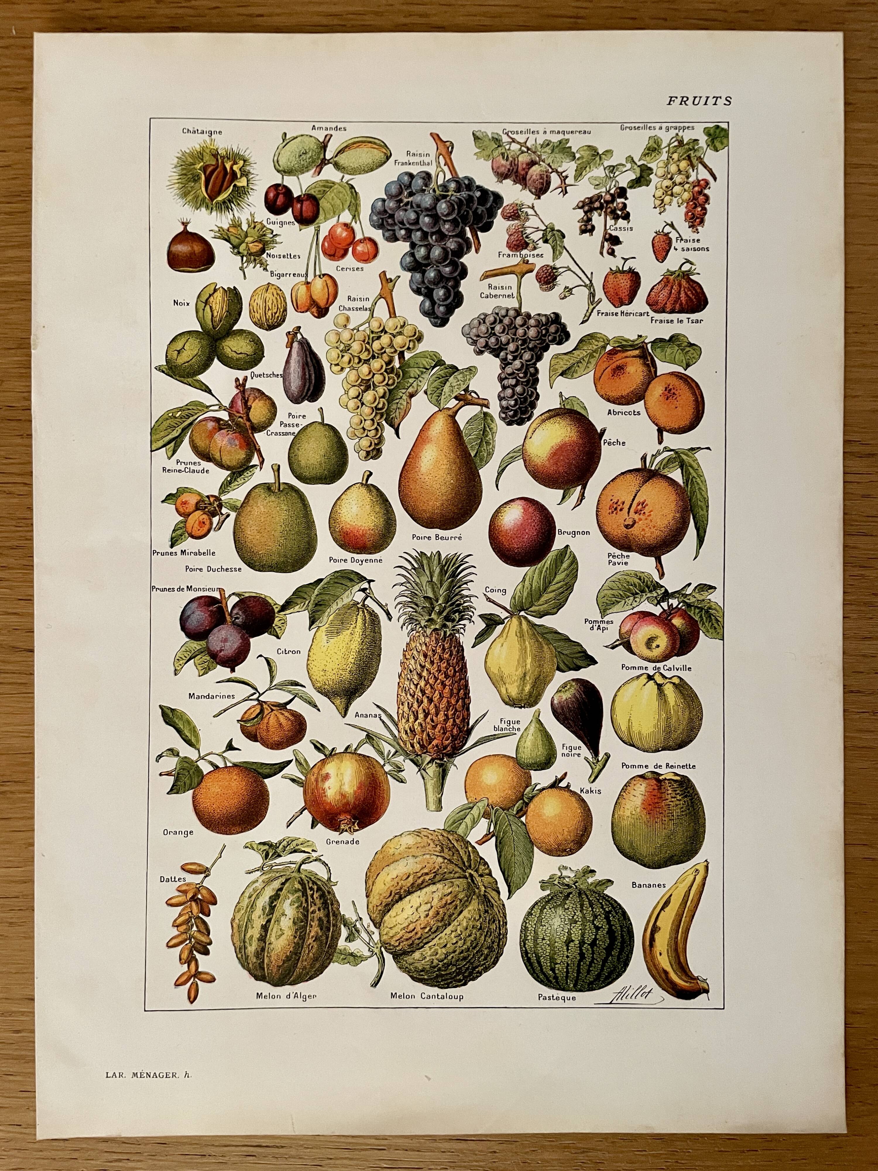 Lithograph on common fruits - 1920