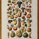 Lithograph on common fruits - 1920