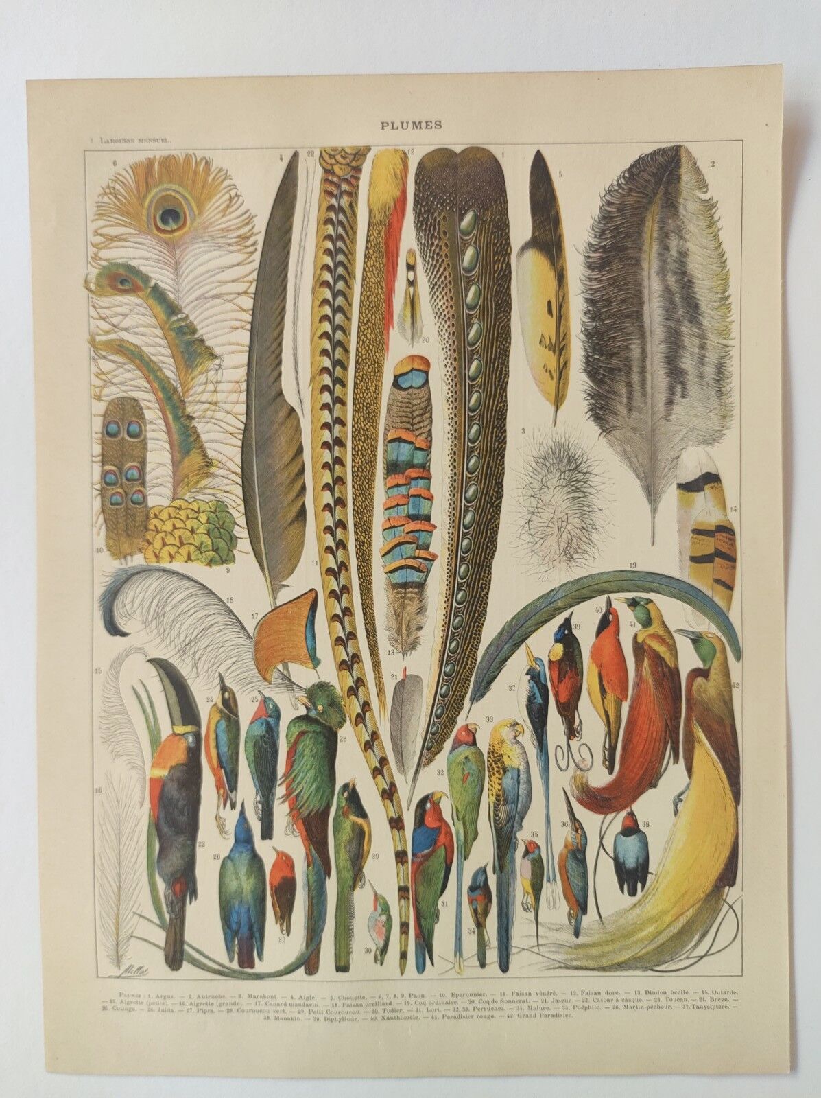Affiche vintage de 1909