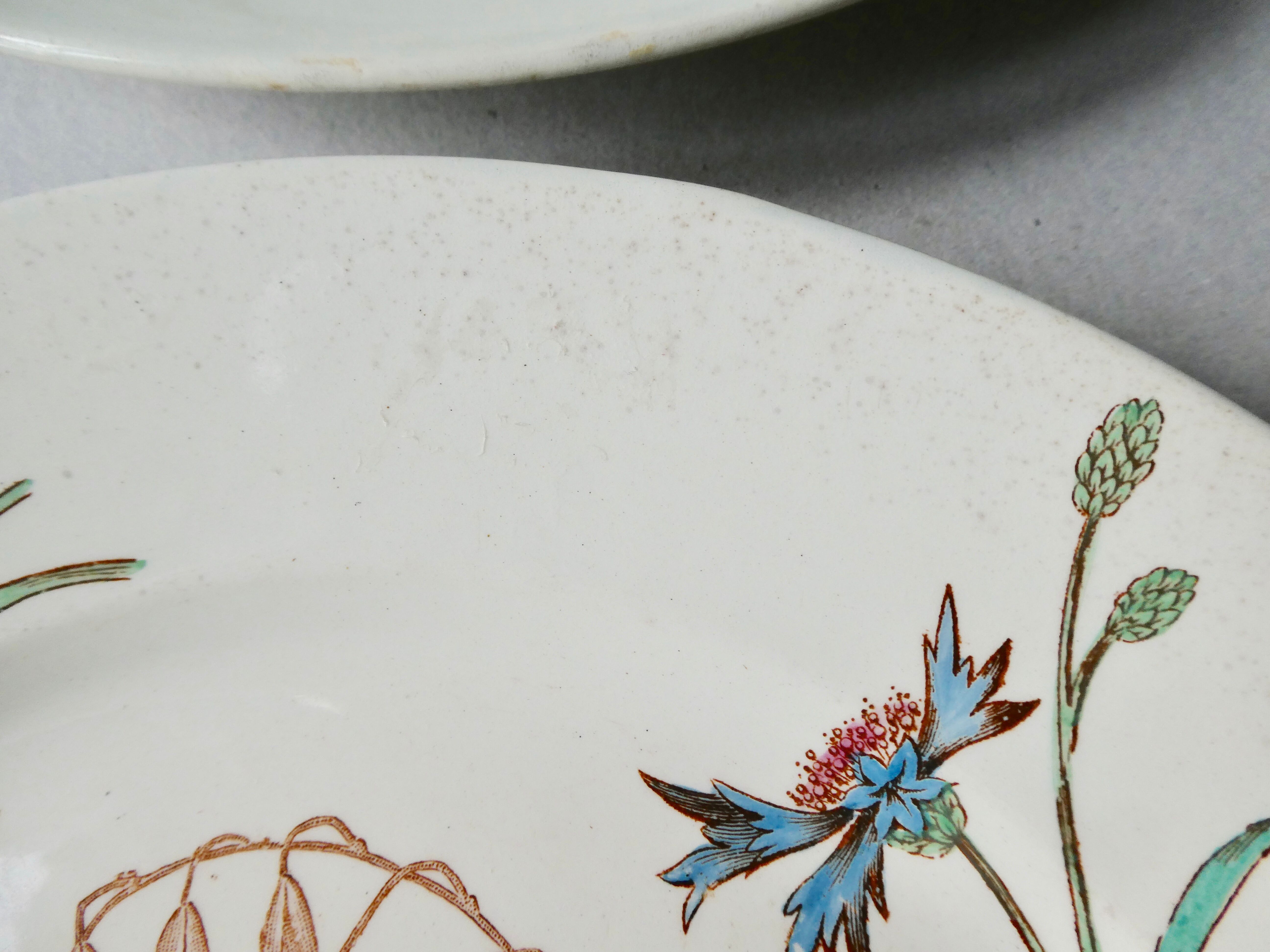 Set de 6 assiettes plates Luneville, décor bleuet, 1900