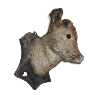 Old deer head taxidermy