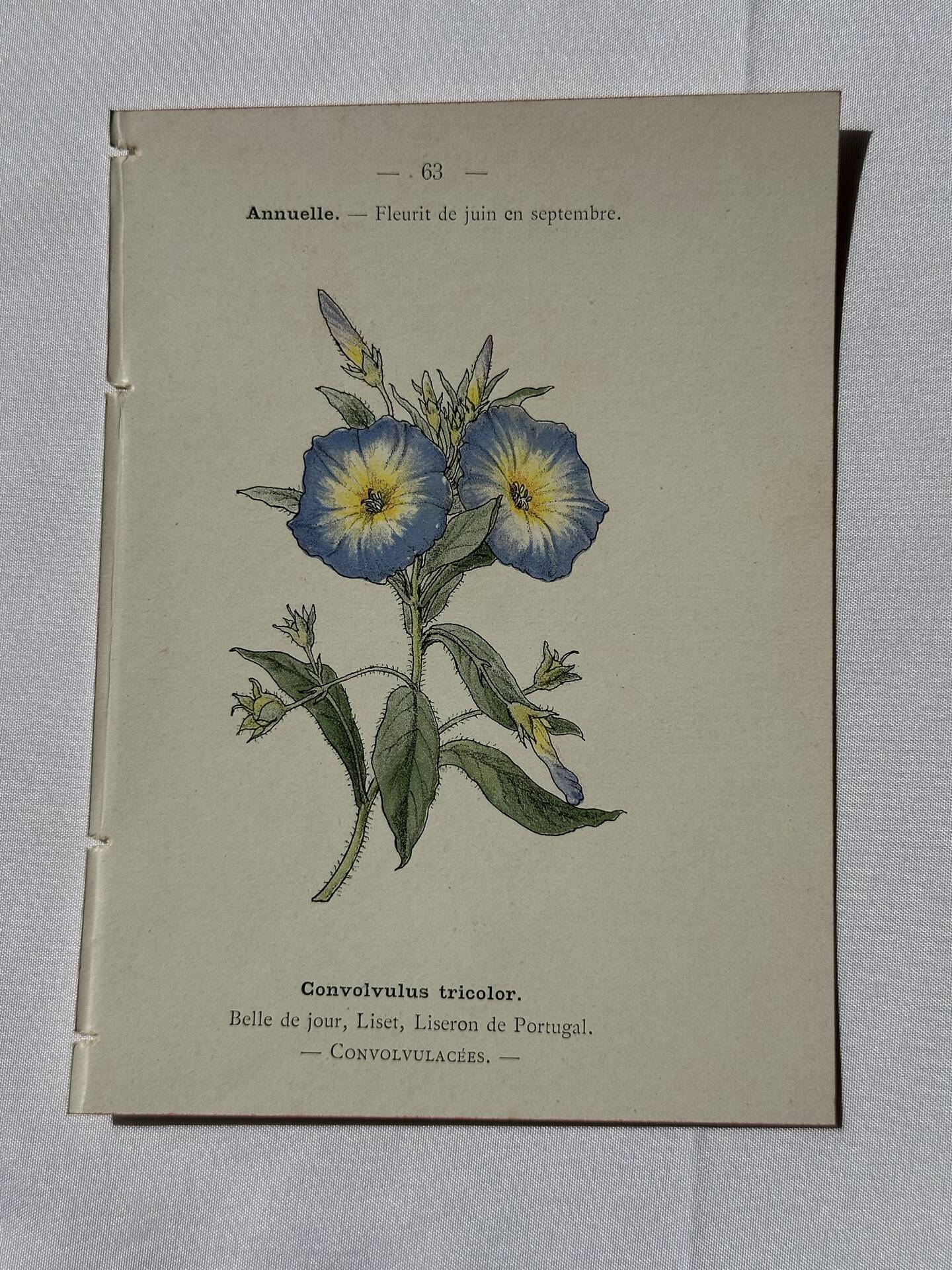 Botanical engraving Flower France double-sided coloured 1800