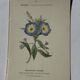Botanical engraving Flower France double-sided coloured 1800