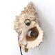 Wall sconce or table lamp, natural shell, 1960s