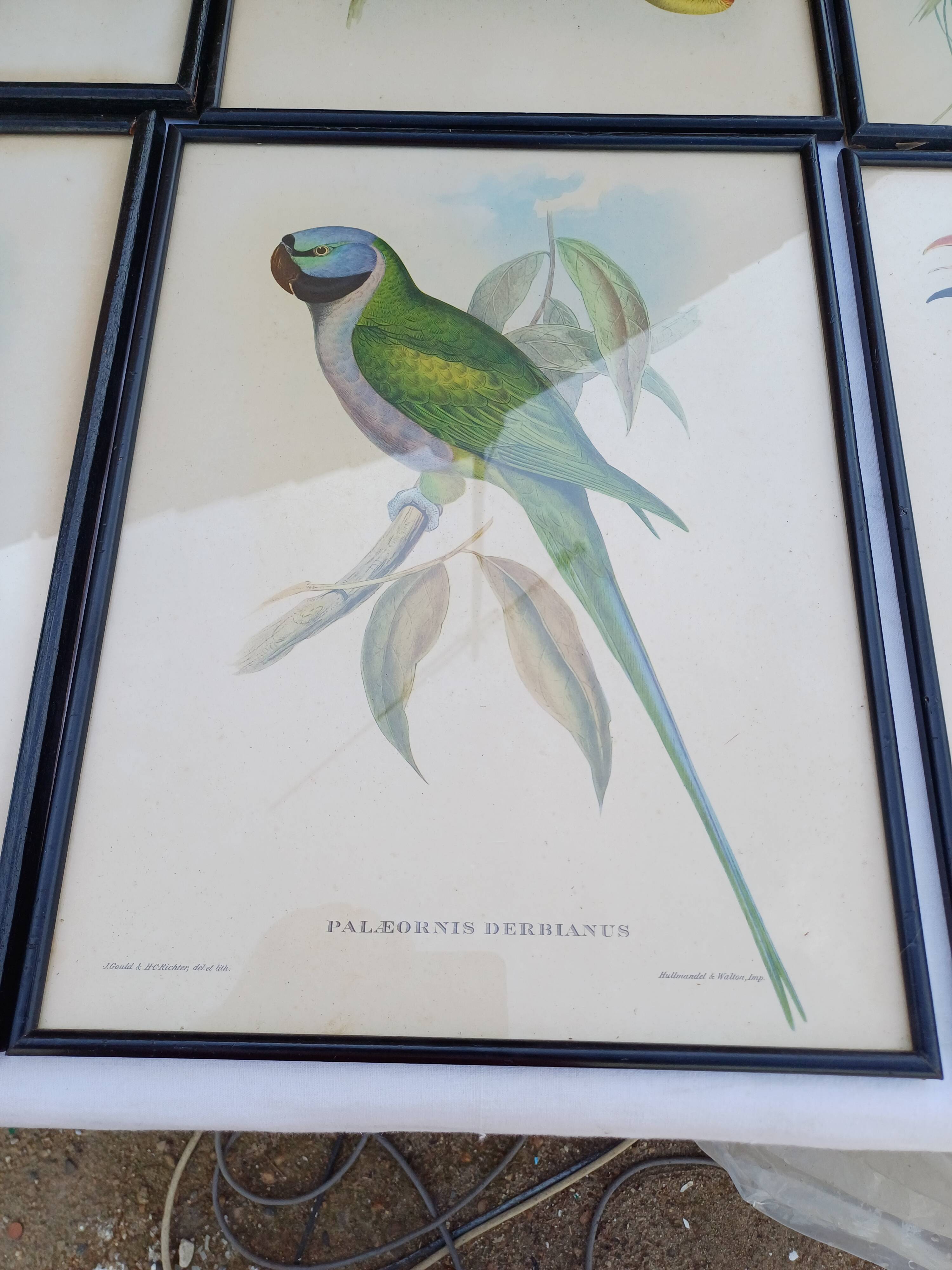 12 Lithographs “Birds of the World”