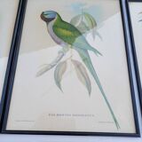12 Lithographs “Birds of the World”