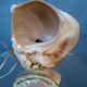 Vintage shell night light lamp from the 1960s