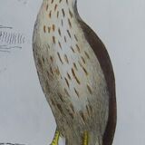 Original Ornithological Plate "Sacred Falcon - Hobby - &c..." Buffon 1836