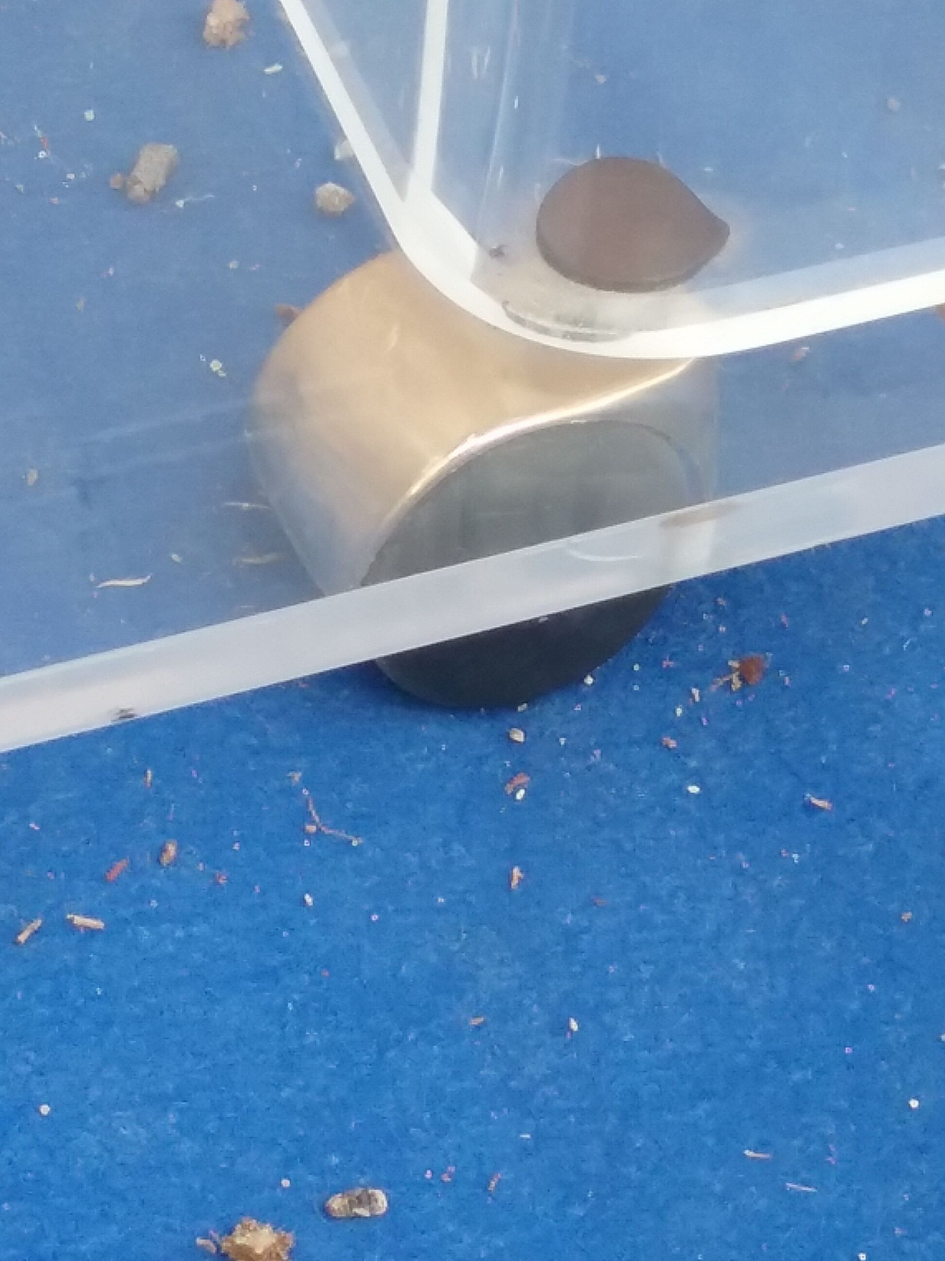 Vintage plexiglass server