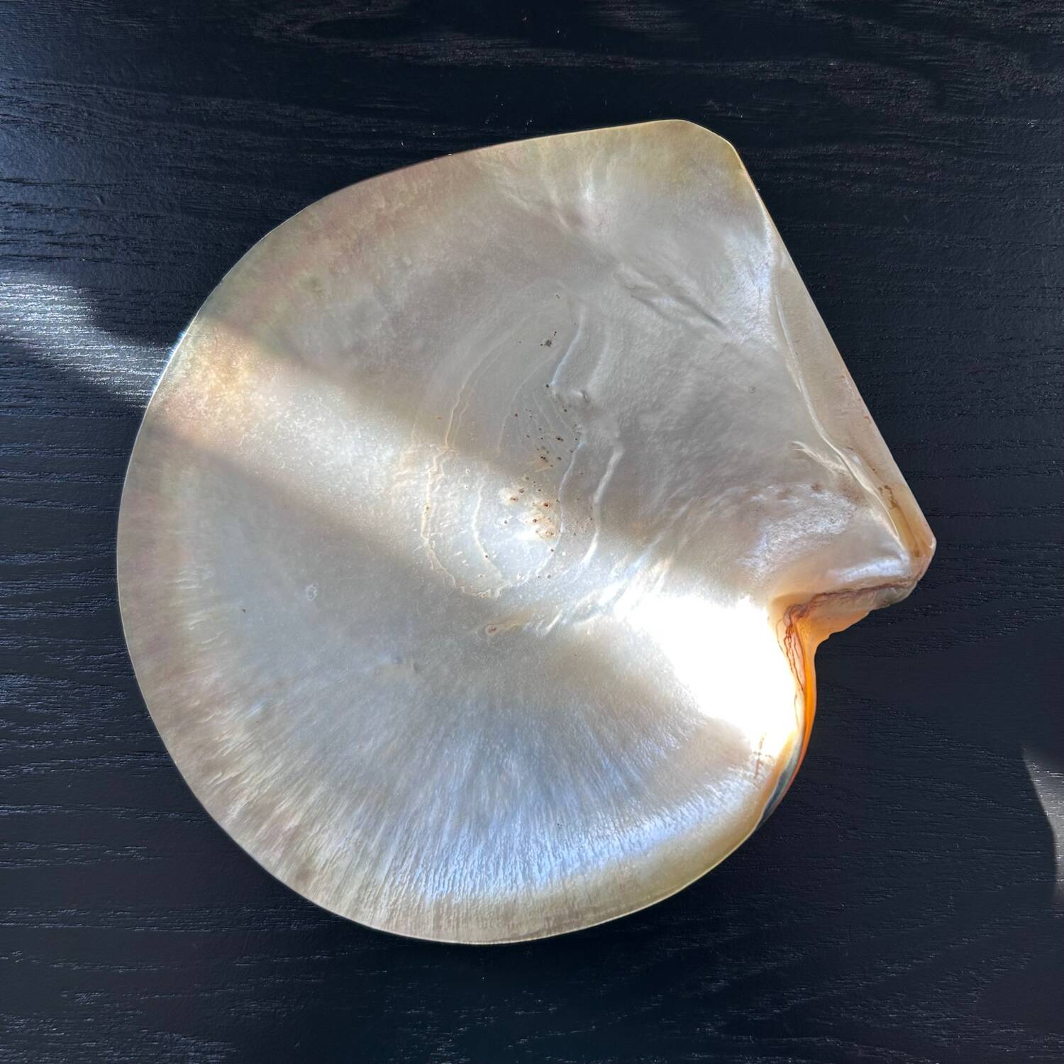 Mother-of-pearl shell emptier