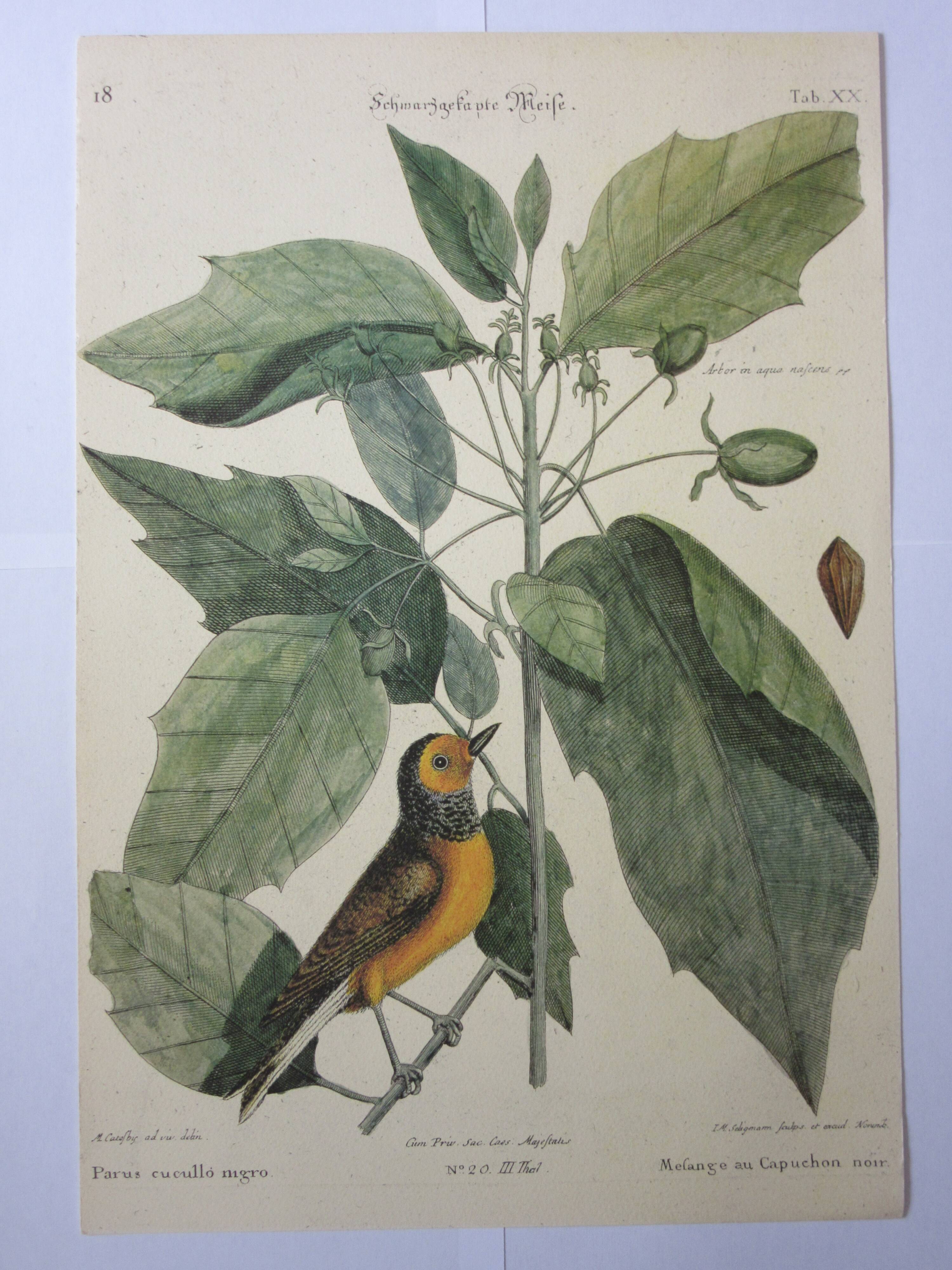 Engraving bird, blue heron, repro Catesby/Seligmann