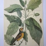 Engraving bird, blue heron, repro Catesby/Seligmann